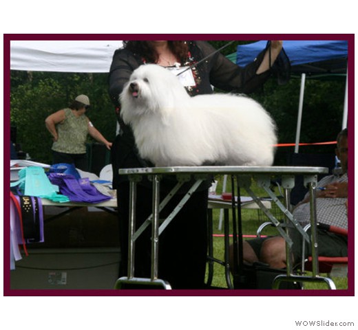 coton de tulear-IMG_3143