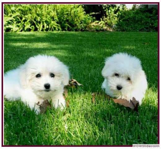 slideshow_1