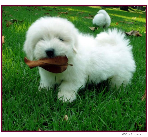 slideshow_10