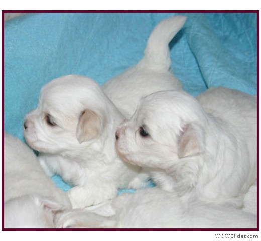 slideshow_12