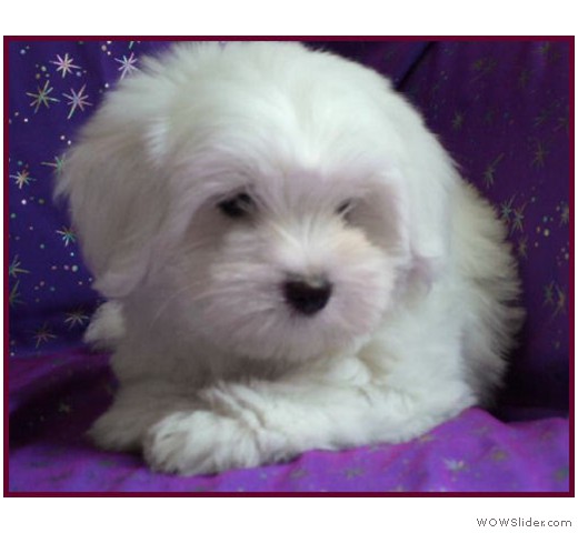 slideshow_13