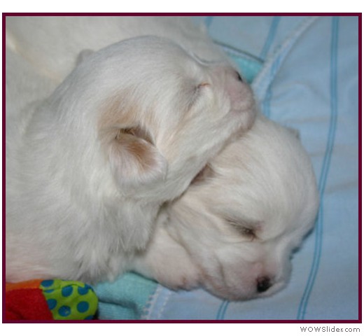 slideshow_14