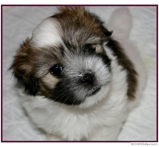slideshow_15