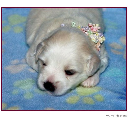 slideshow_16