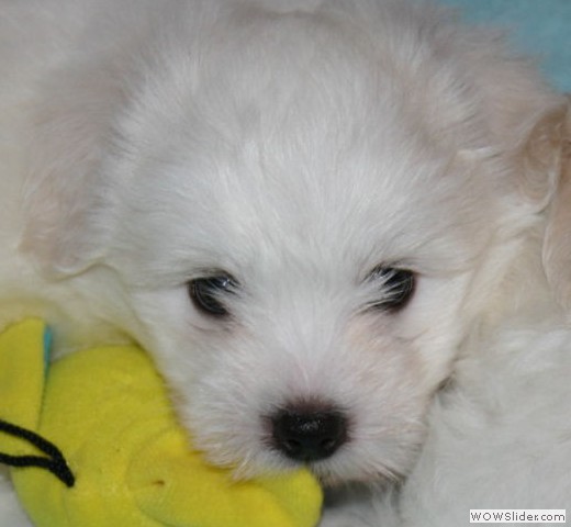 slideshow_17