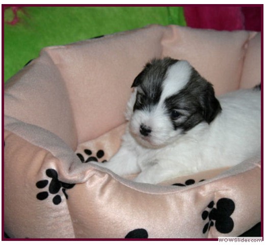 slideshow_32