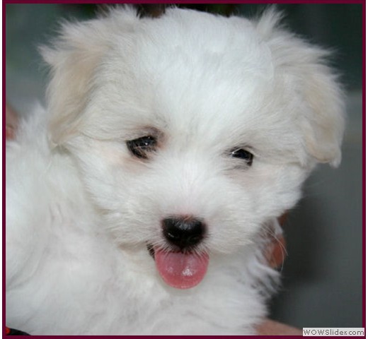 slideshow_41