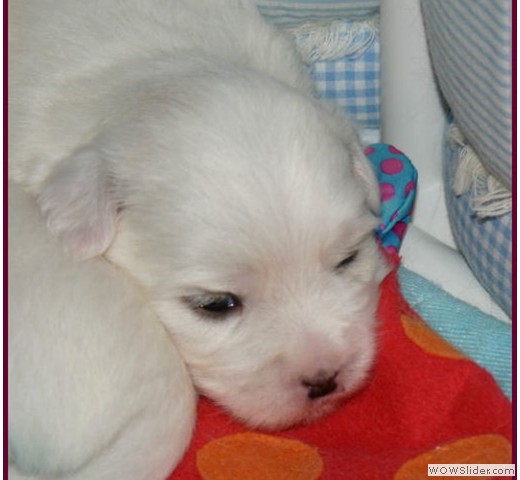 slideshow_42
