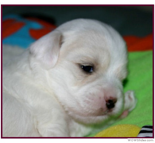 slideshow_43