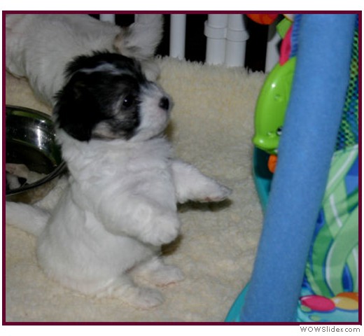 slideshow_44