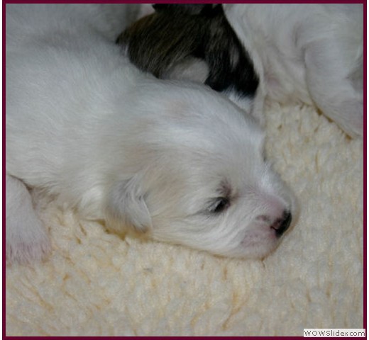 slideshow_45