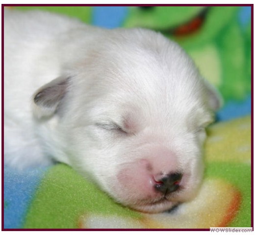 slideshow_46