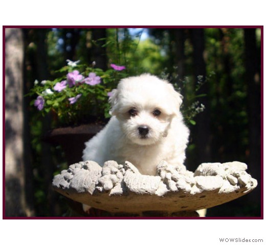 slideshow_5