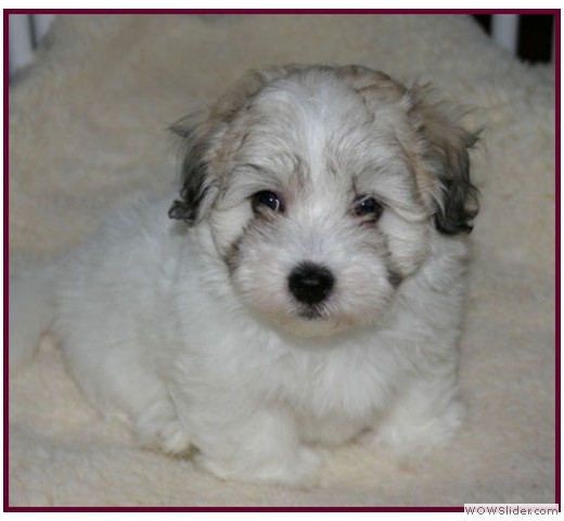 slideshow_50