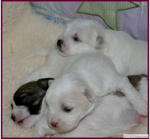 slideshow_51