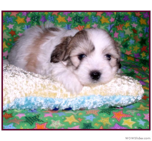 slideshow_6