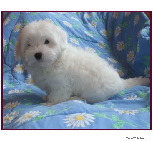slideshow_7