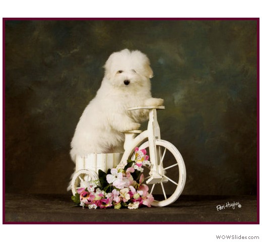 slideshow_8