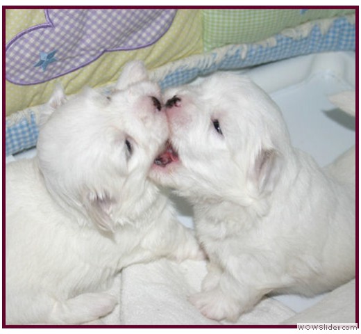 slideshow_9