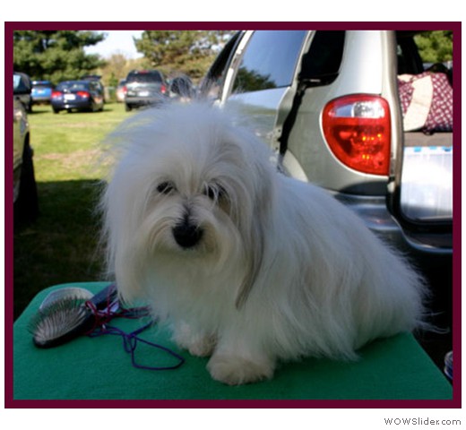 UKC show coton de tulear