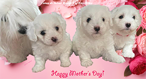 Happy Coton Mother's Day from Coton de Tulear Breeders of Excellence!