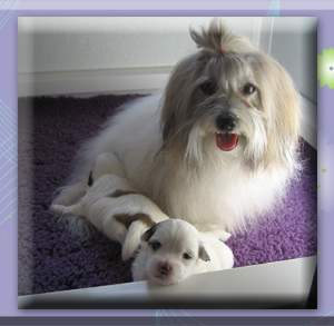 Coton de Tulear Mom Proud of Her Puppies-Happy Mother's Day!